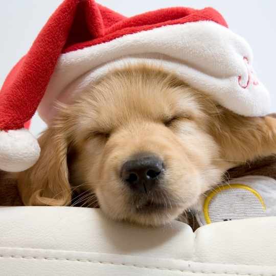Sleep Well this Christmas 2